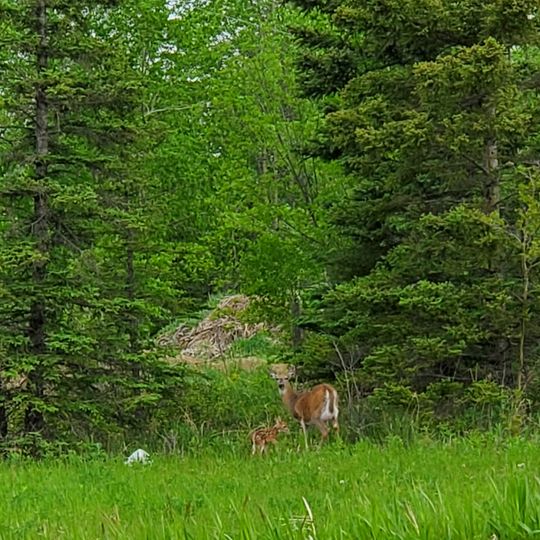 Parc provincial Greenwater