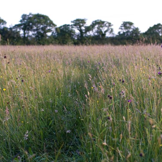 Mottey Meadows