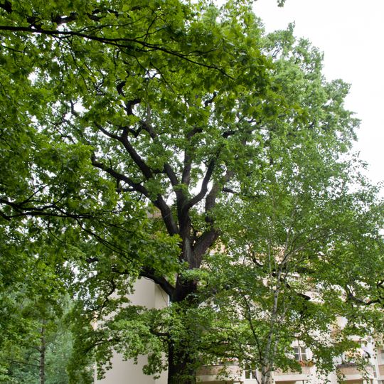 Stiel-Eiche Goebelstraße 94