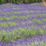 Jersey Lavender Farm