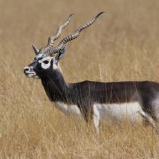 Blackbuck National Park