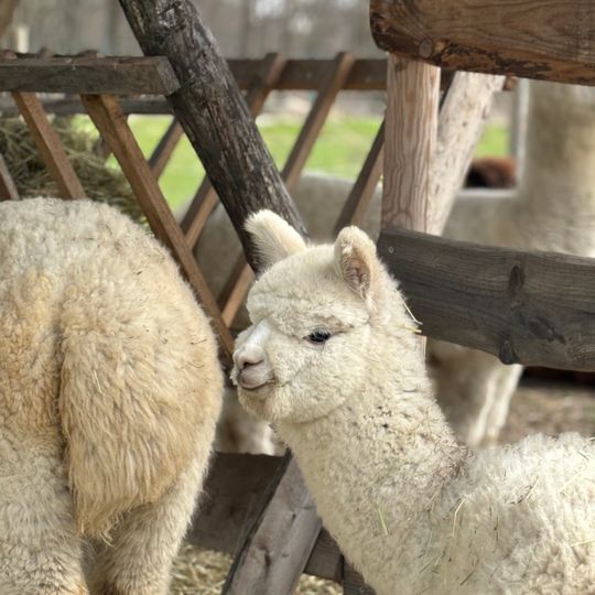 Alpakowe Łąki
