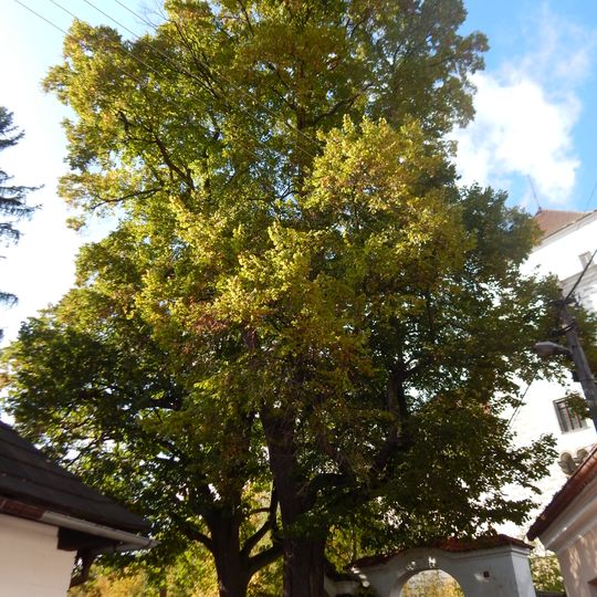 Skupina dvou lip malolistých