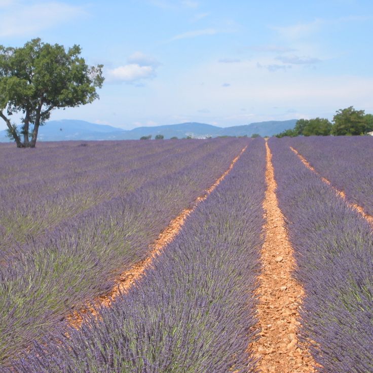 Plateau de Valensole