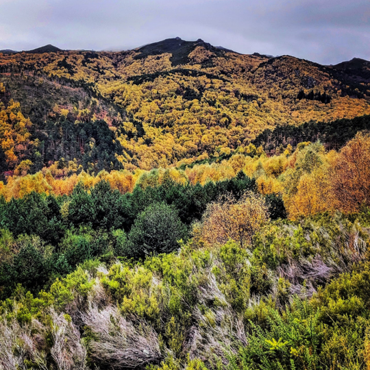 Bidueiral de Montederramo