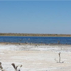 State ornithological wildlife sanctuary "Dengizkul"