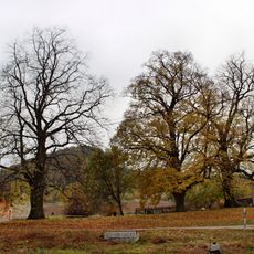 Famous trees in Ujčov