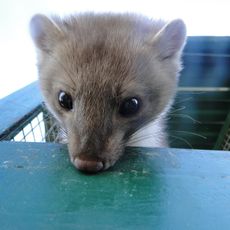 Sevastopol Zoo