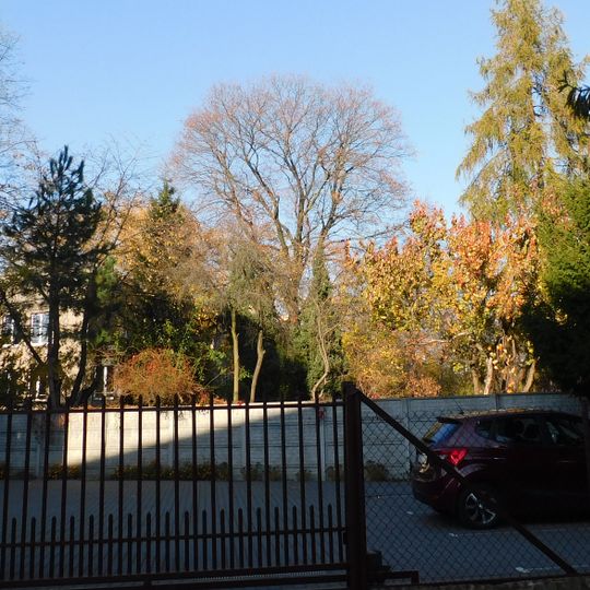 Klon pospolity przy ulicy Ciszewskiej 8