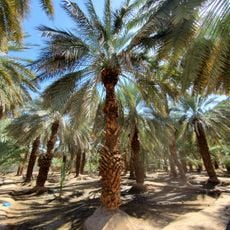 مزرعة سلمان الفارسي المحمدي
