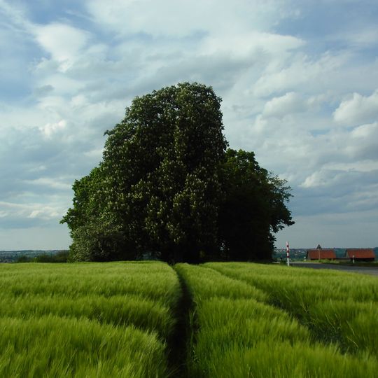 1 Winterlinde u. 2 Kastanien