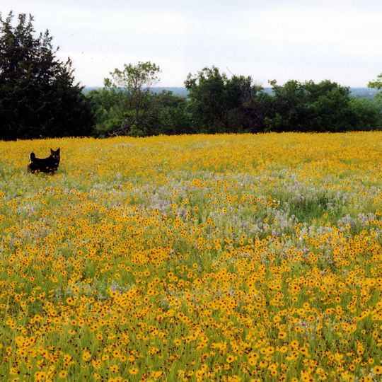 Tandy Hills Natural Area