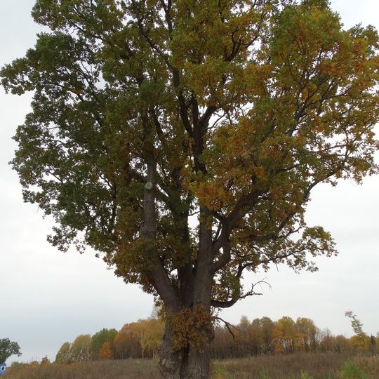 Paveisiejų trikamienis ąžuolas
