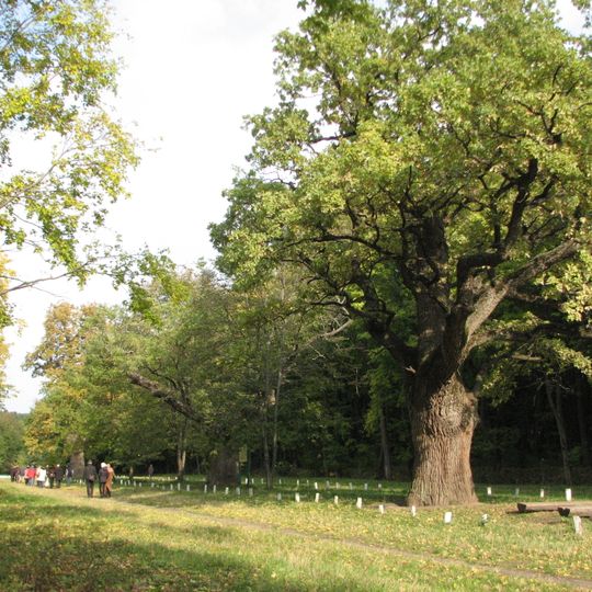 Кочубеївські дуби