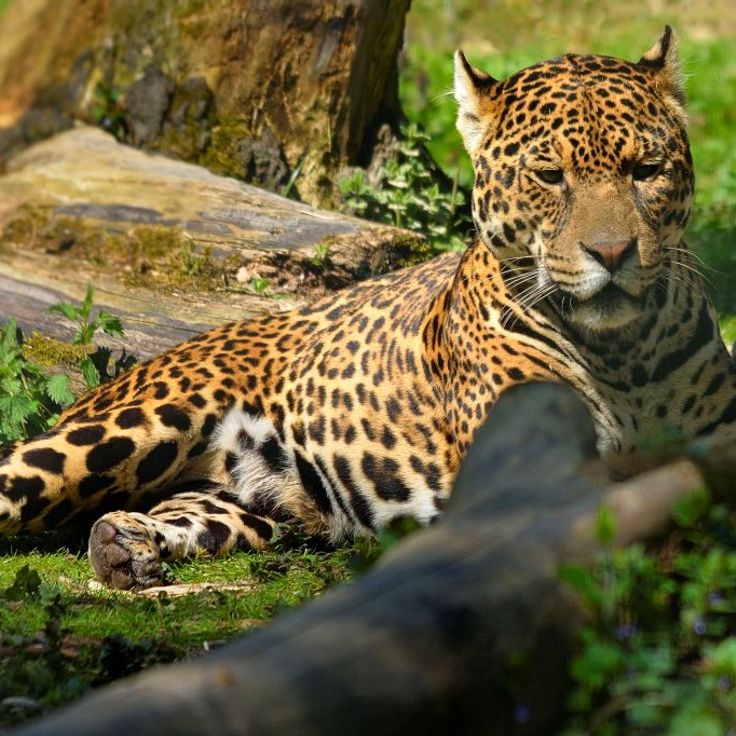 Saint-Laurent Animal Park