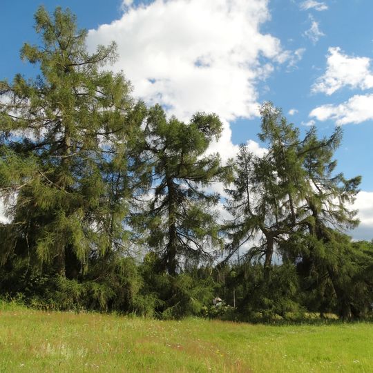 Januliškio maumedžiai