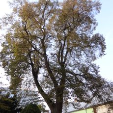 Lípa Johanna II. z Lichtenštejna