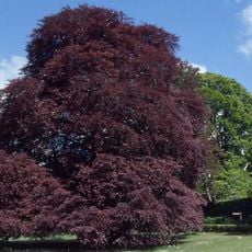 Coole Park