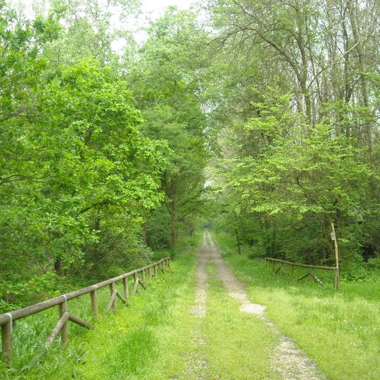 Bosco della Panfilia