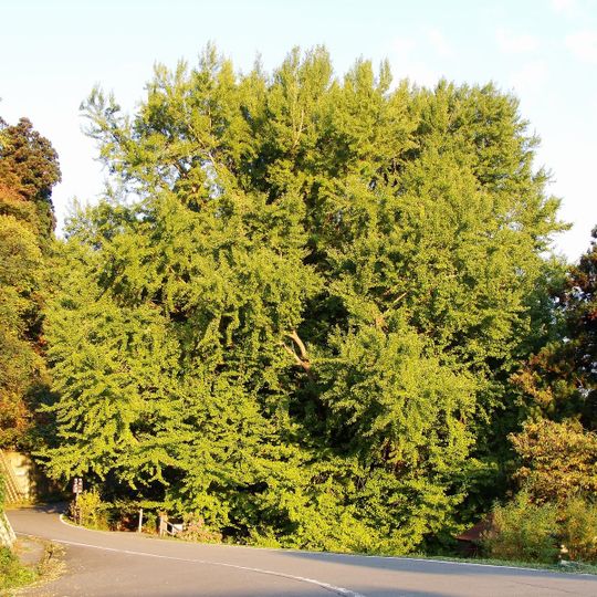 Kitakanegasawa no Ichō