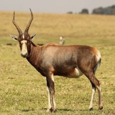 Krugersdorp Game Reserve