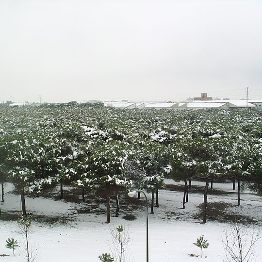 Forest of Saint Joseph