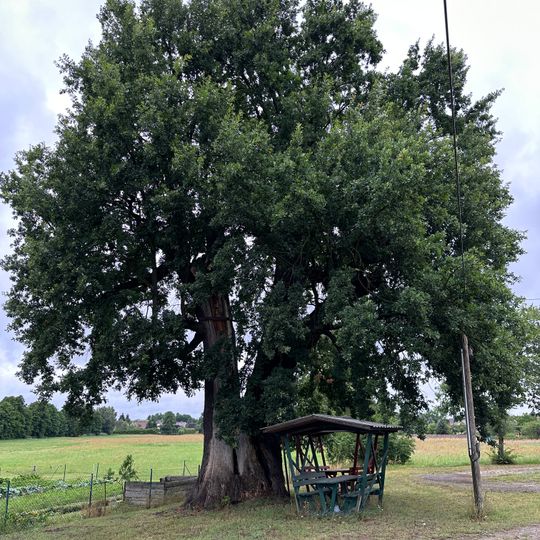 Naturdenkmal Stieleiche Dorfstraße, Flur 2, Flurstück 376/3 in Schuhlen
