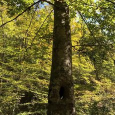 Beech Creek National Scenic Area