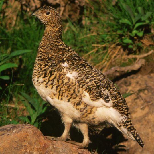 Ontake Prefectural Natural Park
