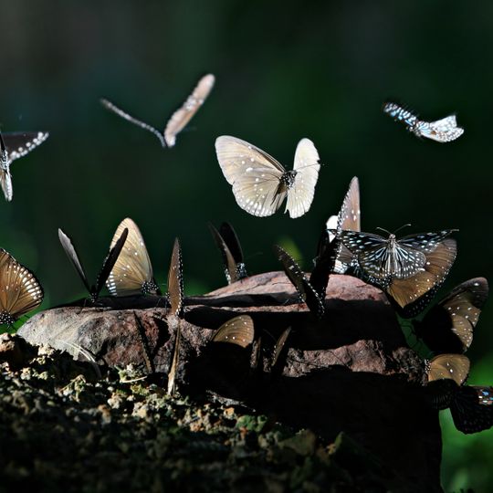 Nationalpark Pang Sida