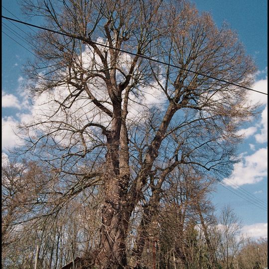 Lípa ve Štěnovicích