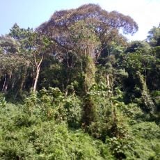 Kibira National Park