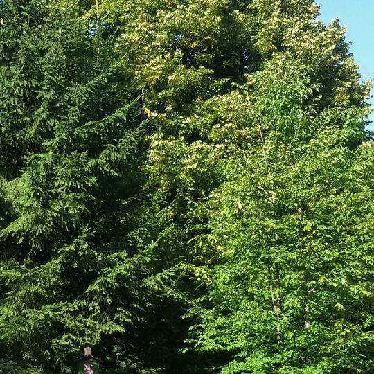 Lípy Svatá Magdaléna