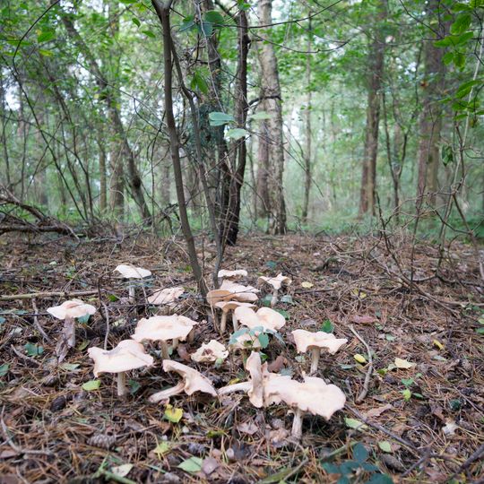 LSG-Duenengebiet Klatenberge