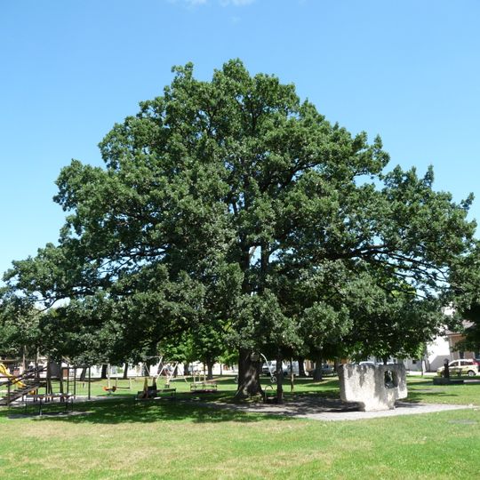 Weinlechnereiche in Altheim