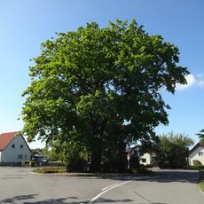 Stieleiche am Kriegerdenkmal