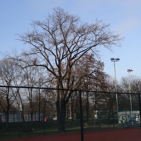 Dub letní v Podolí