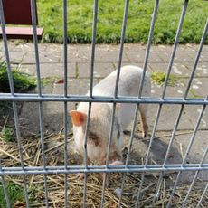 Kinderboerderij Gliphoeve