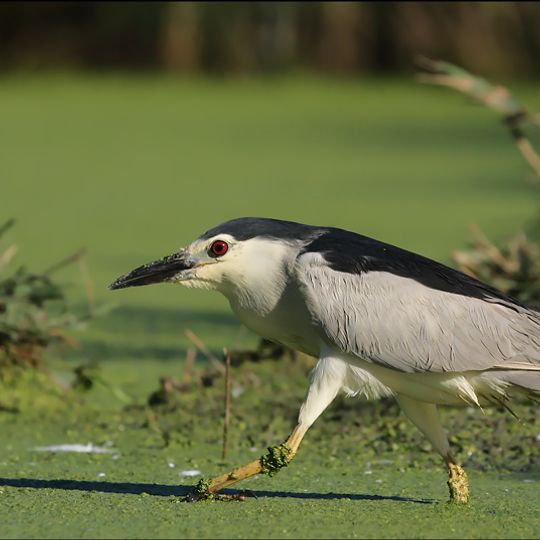 Le Marais aux Oiseaux