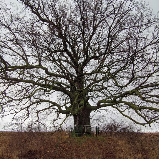 Quercus robur near Zahorna