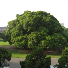 Banyan Garden, National Cheng Kung University