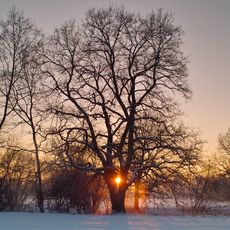 Památné stromořadí Jemčina