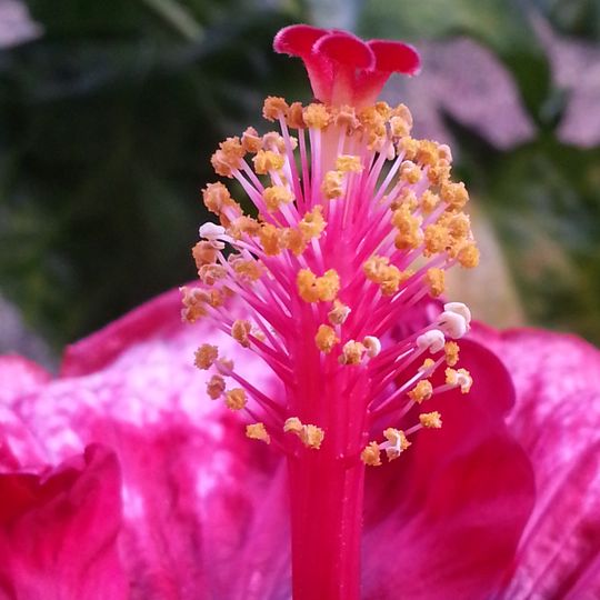 Pua Mau Place Arboretum and Botanical Garden