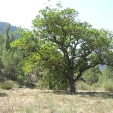 Freixe de la Masia Gurdem