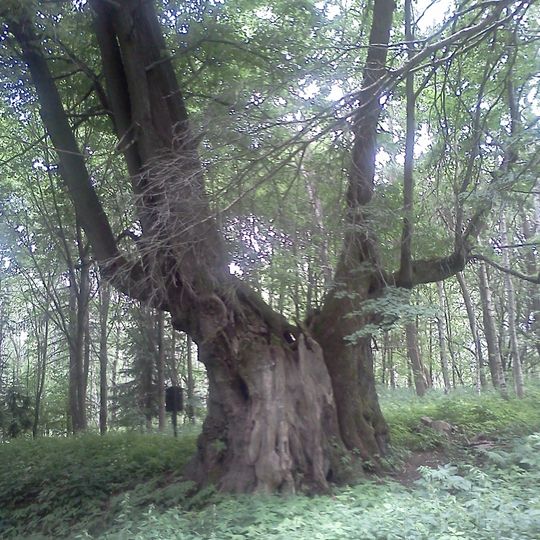 Horní Popovská lípa