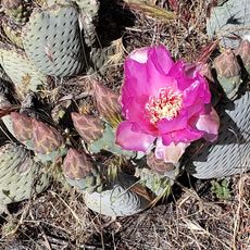 Beauty Mountain Wilderness
