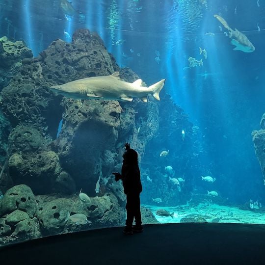 The Scientific Center