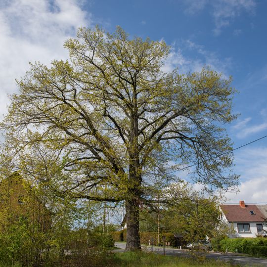 Bismarck-Eiche in Erlau