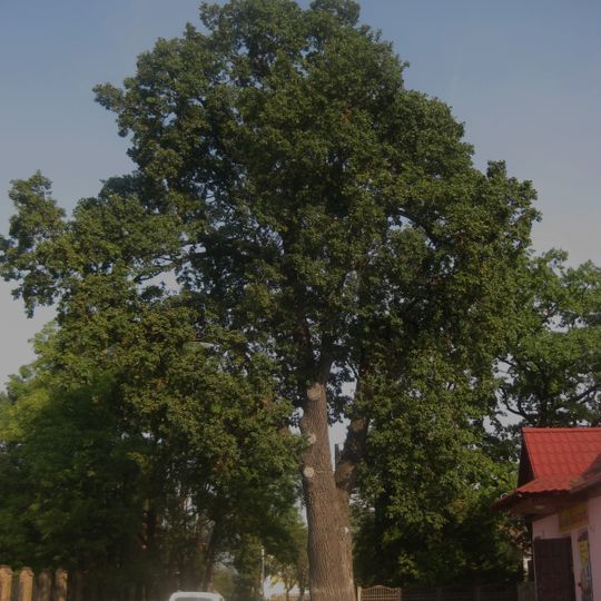 Oak of Ivan Franko, Kolomyia