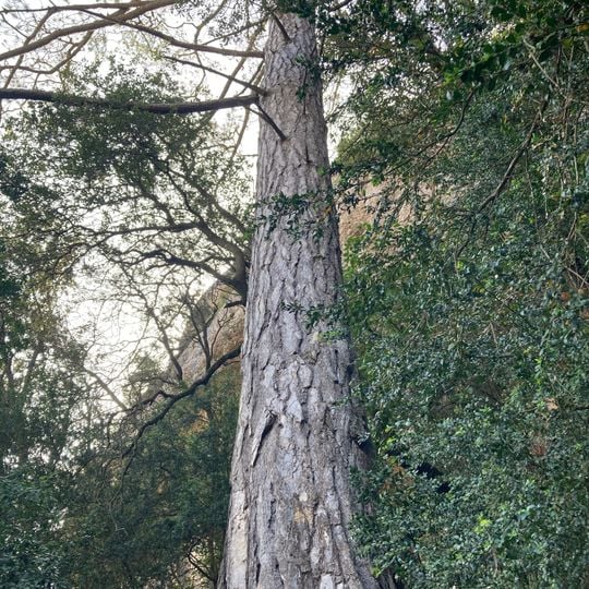 Pinassa de la Balma de la Pinassa